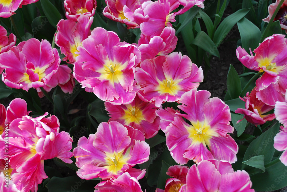 Tulip Chracker parrot (Parrot Group) flowering. Spring time in Netherlands. Tulip Chracker parrot (Parrot Group) flowering. Spring time in Netherlands.