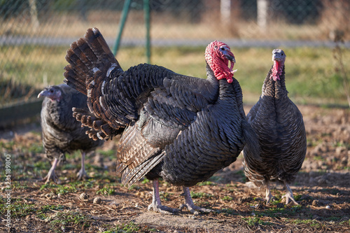 Pair of dark turkey birds, female and male, turkey cock  in the pasture or grazing land of small organic farm during sunny day before thanksgiving day. Genus Meleagris, which is native to the Americas