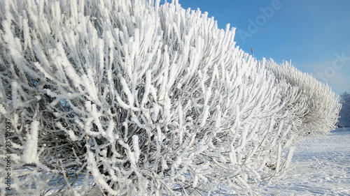 snow covered trees in winter