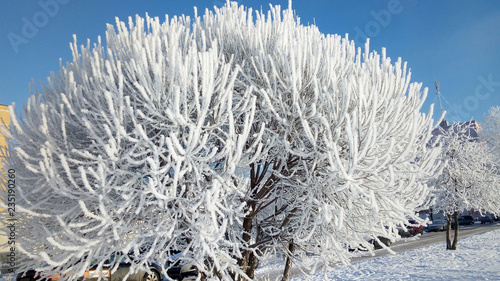 snowy tree in snow