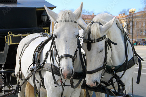 Two white horses in harness