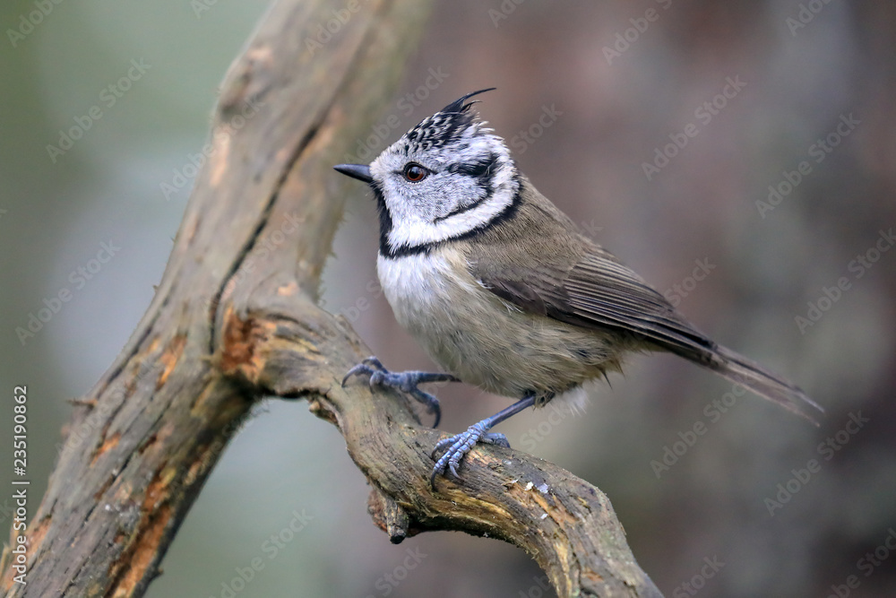 Obraz premium crested tit