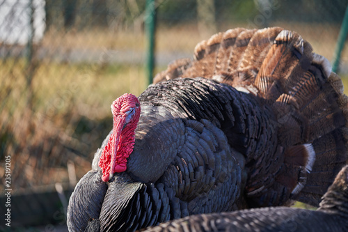 Dark grey turkey cock on the pasture or grazing land in open paddock in small poultry farm working in organic agriculture during sunny autumn day before thanksgiving day