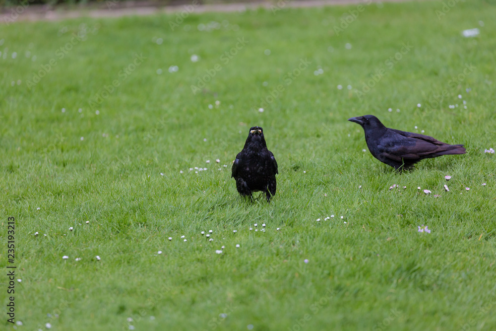 Crow on the grass field Crow on the grass field