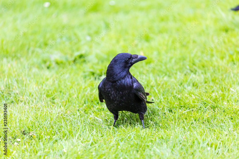 Fototapeta premium Crow on the grass field