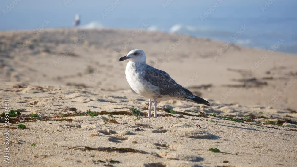 Seagull standing on sandy beach in summer with ocean in background Seagull standing on sandy beach in summer with ocean in background