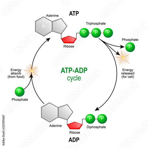ATP ADP cycle. Adenosine triphosphate (ATP) is a organic chemical that provides energy for cell. intracellular energy transfer. photo