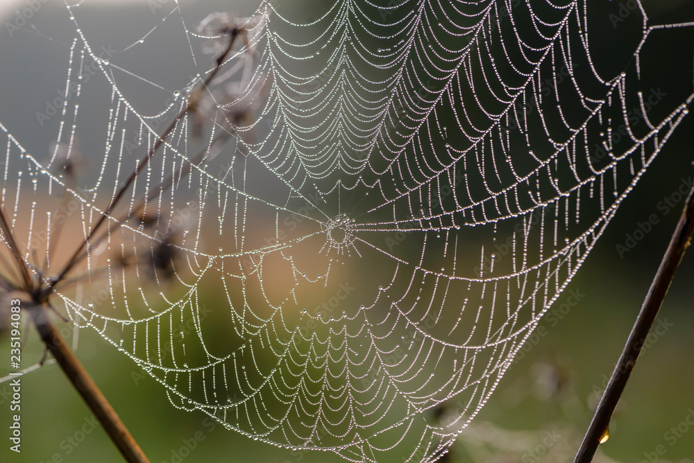 custom made wallpaper toronto digitalCobweb at dawn, which is covered with dew drops