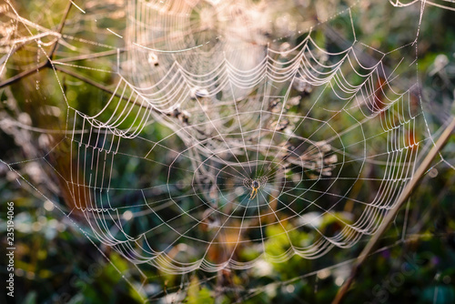 Cobweb at dawn, which is covered with dew drops
