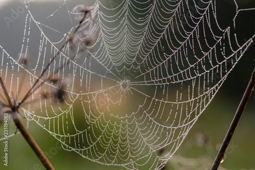 Wallpaper Mural Cobweb at dawn, which is covered with dew drops Torontodigital.ca