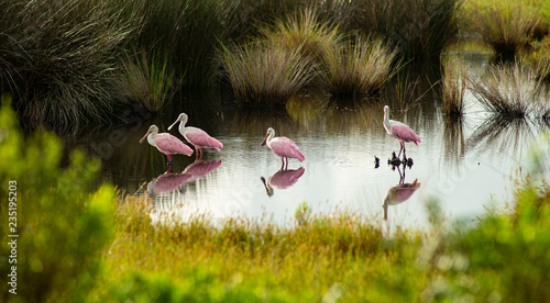 The Roseate Spoonbill is an unusual and unique wading bird found in the southern United States photo