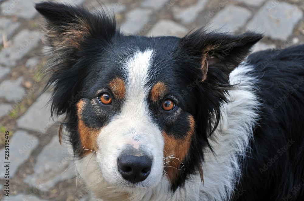 Fototapeta premium Young dog breed Border Collie looks into the lens.