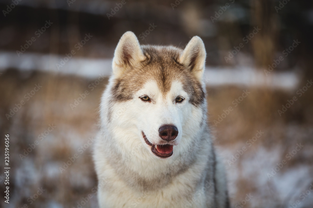 Close-up portrait of beautiful siberian Husky dog sitting in winter forest at sunset. Close-up portrait of beautiful siberian Husky dog sitting in winter forest at sunset.