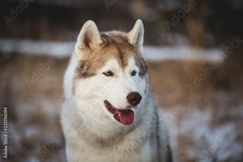 Profile portrait of gorgeous and happy siberian Husky dog sitting in winter forest at sunset. © Anastasiia