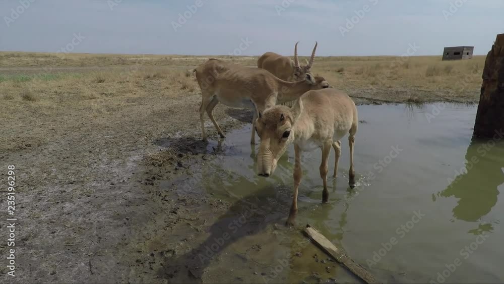 Kalmykia. Saigas. Steppe. Kalmykia. Saigas. Steppe.