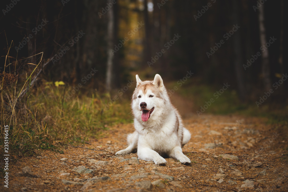 Portrait of beautiful beige siberian Husky dog lying on the path in the bright fall forest on the falling leaves