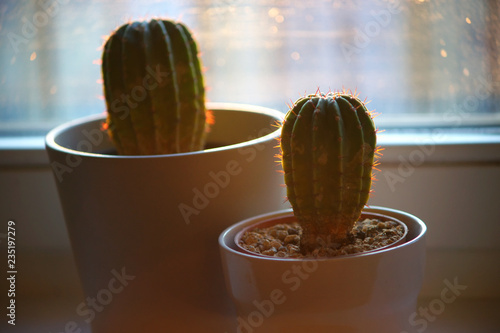 Two cactuses with sharp thorns indoor in sunny backlight photo
