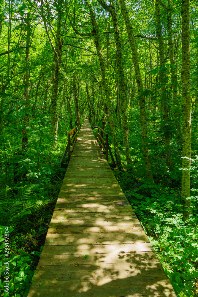 Obraz premium A wooden footpath in in Lake Biograd