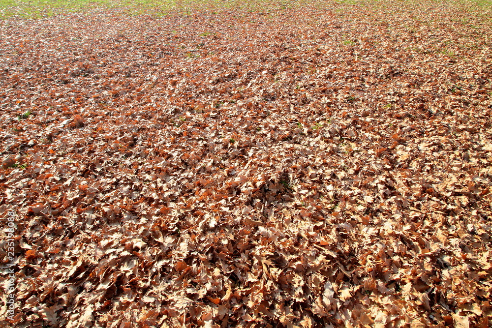 foglie autunnali al parco, autumn leaves at the park foglie autunnali al parco, autumn leaves at the park