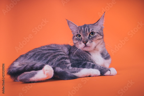 Gray cat on orange background. The concept of a peaceful cat