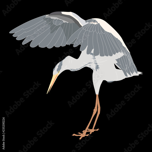 silhouette of bird isolated on black