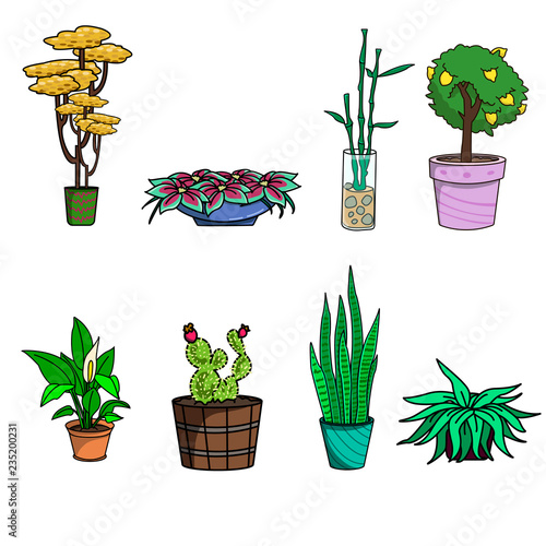 set of flowers in pots isolated on white