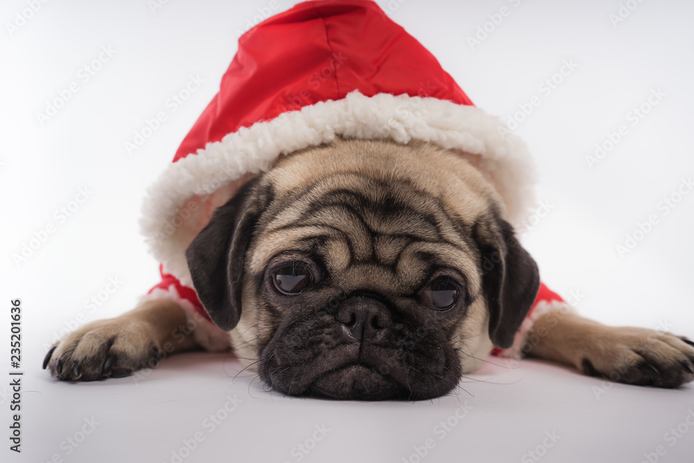 The puppy of a pug, on an orange background. Dog in white jumpsuit The puppy of a pug, on an orange background. Dog in white jumpsuit