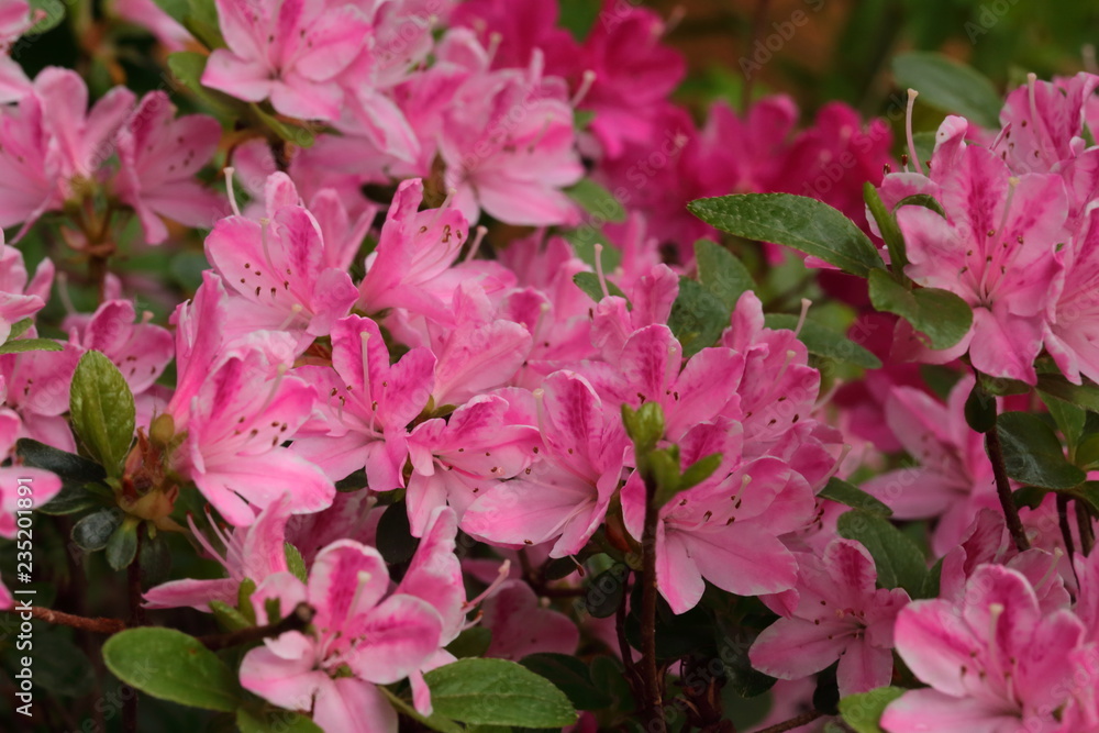 The flower of Mother's Day The flower of Mother's Day
