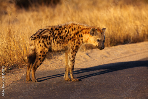 The spotted hyena (Crocuta crocuta), also known as the laughing hyena standing on the road in national park.