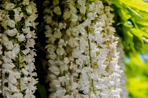 Wisteria bloom in the court yard