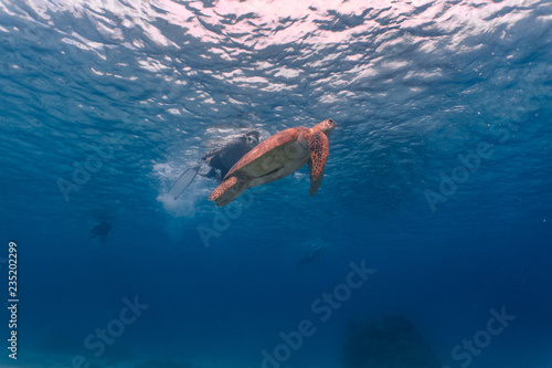 Green sea turtle ascends to the surface to breathe closely followed by a snorkeler