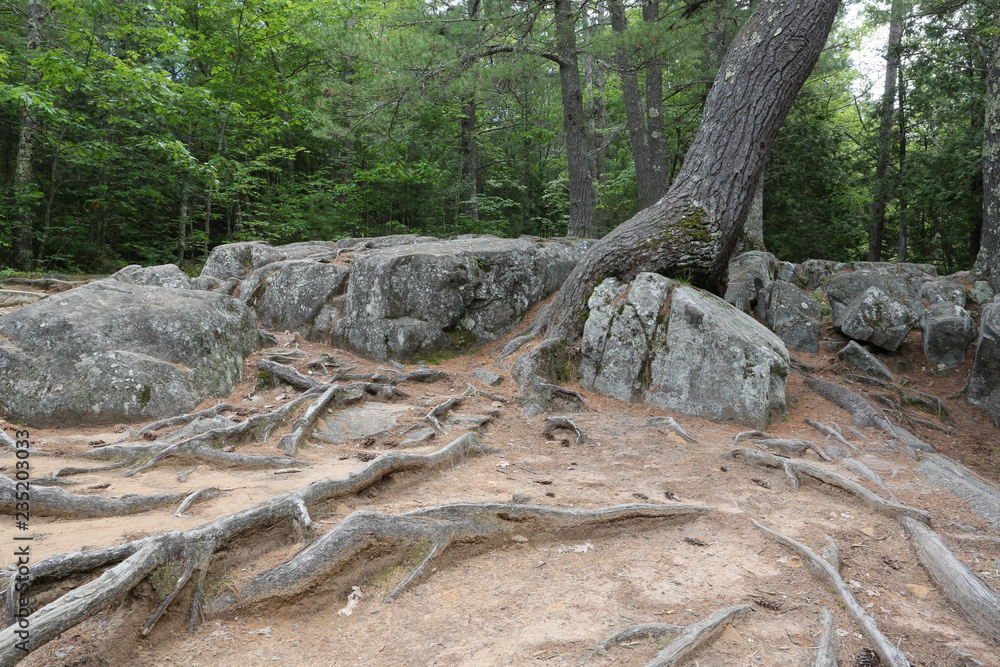 Exposed tree roots at the top of Dave's Falls in Wisconsin Exposed tree roots at the top of Dave's Falls in Wisconsin