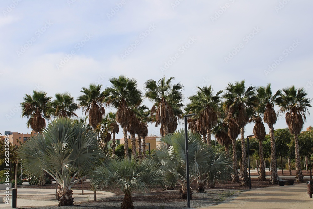 Different types of palm trees