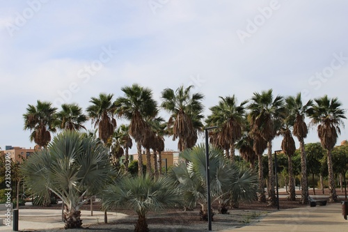 Different types of palm trees