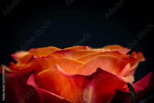 Close up of orange tea rose on black background viewed from the side.