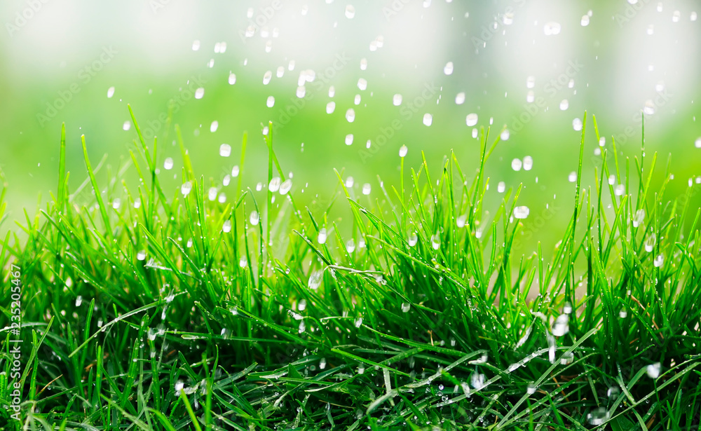 Obraz premium natural background of green fresh grass covered with water droplets during rain in spring garden