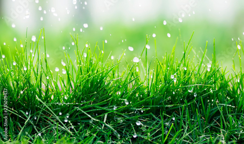natural background of green fresh grass covered with water droplets during rain in spring garden