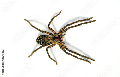 tropische Jagdspinne / Weibchen (Cupiennius salei) - tiger wandering spider photo