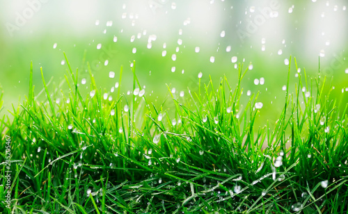 natural background of green fresh grass covered with water droplets during ra...