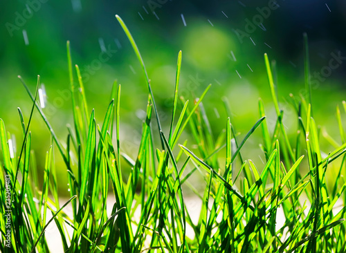 natural background of green fresh young grass sprouts covered with water drop...