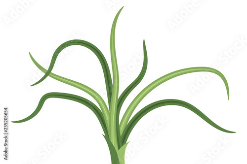 tropical flower with long green leaves . vector illustration. isolated on white background.