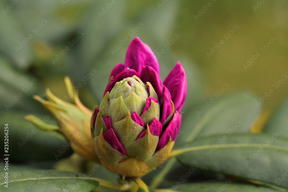 Obraz premium Rhododendron blooms in May in Southern Europe