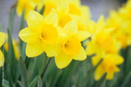 Daffodil Sisters - ラッパスイセン姉妹