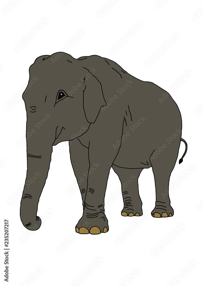 Fototapeta premium The elephant on the isolated background