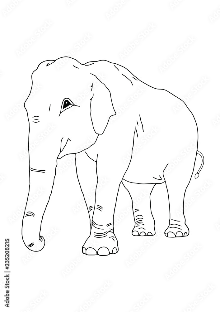 Obraz premium The elephant on the isolated background