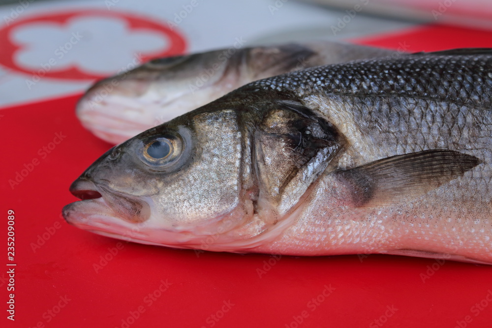Sea bass fish face Sea bass fish face