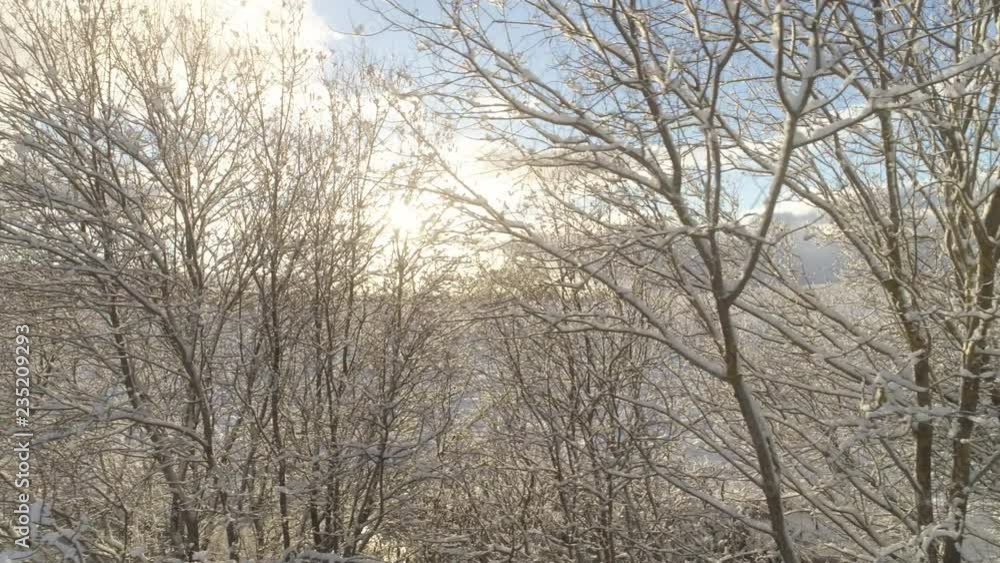 Trees and branches covered with white snow in winter dolly shot Trees and branches covered with white snow in winter dolly shot