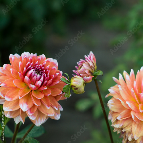 Fototapeta Naklejka Na Ścianę i Meble -  Orange dahlia flower on the bush