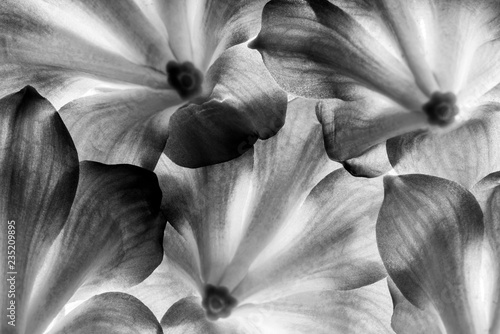 flowers in detail - macro texture in black and white