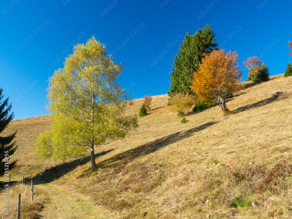 Paysage typique de Forêt-Noire dans le Bade-Wurtemberg en Allemagne. Fröhnd Paysage typique de Forêt-Noire dans le Bade-Wurtemberg en Allemagne. Fröhnd